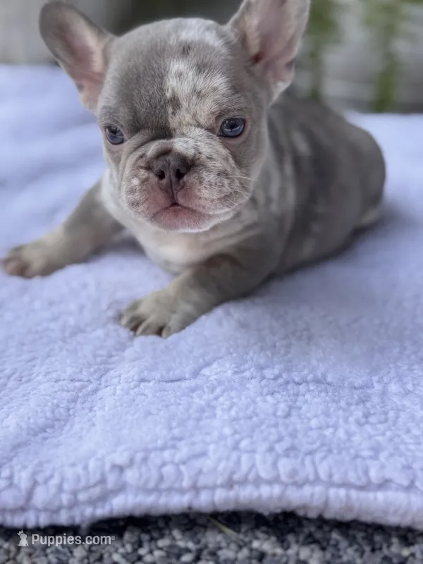 Bronx  – French Bulldog puppy for sale in Port Saint Lucie, FL