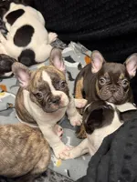 Rosco, a male French Bulldog for sale in Port Saint Lucie, FL – 3 of 3