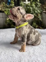 Perry, a male French Bulldog for sale in Port Saint Lucie, FL – 5 of 6