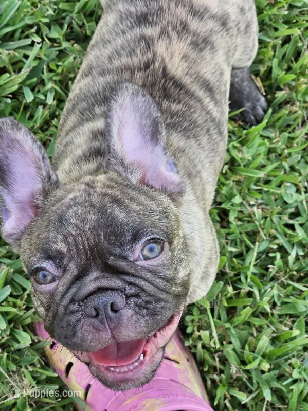 Captain Hook – French Bulldog puppy for sale in Port Saint Lucie, FL