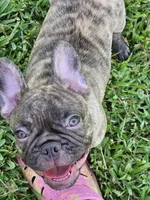 Captain Hook, a male French Bulldog for sale in Port Saint Lucie, FL – 1 of 4