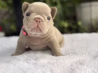Lexi , a male French Bulldog for sale in Port Saint Lucie, FL – 4 of 4