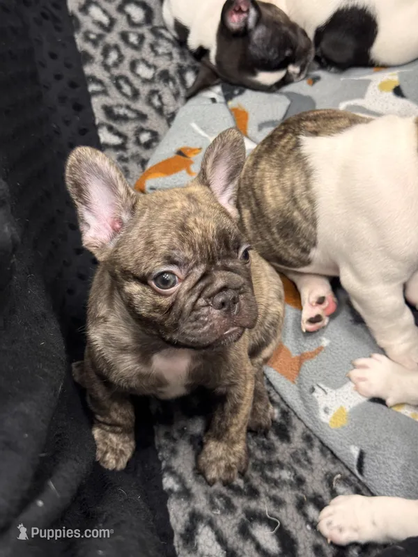 Captain Hook – French Bulldog puppy for sale in Port Saint Lucie, FL
