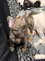 Captain Hook, a male French Bulldog for sale in Port Saint Lucie, FL – 1 of 3