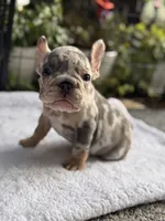 Perry, a male French Bulldog for sale in Port Saint Lucie, FL – 3 of 6