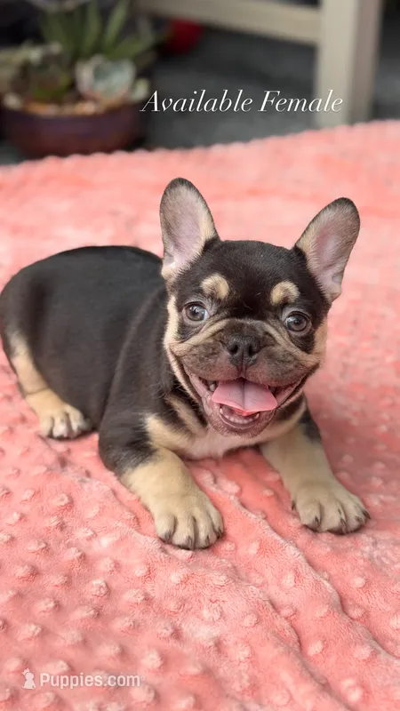 Magnolia – French Bulldog puppy for sale in Port Saint Lucie, FL