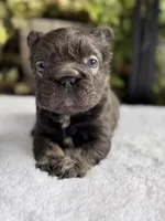 Fluffy Big Rope Blue and Tan , a male French Bulldog for sale in Port Saint Lucie, FL – 1 of 5