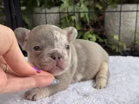 Bronx , a male French Bulldog for sale in Port Saint Lucie, FL – 3 of 3