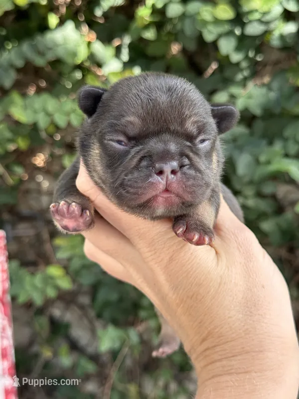 Violet – French Bulldog puppy for sale in Port Saint Lucie, FL