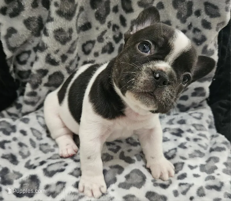 Mal – French Bulldog puppy for sale in Port Saint Lucie, FL