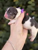 CypresS, a male French Bulldog for sale in Port Saint Lucie, FL – 3 of 3