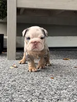 Blue Tri Merle , a male English Bulldog for sale in Port Saint Lucie, FL – 5 of 7