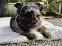 Fluffy Black and Tan Merle Pink, a female French Bulldog for sale in Port Saint Lucie, FL – 4 of 5