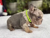 Taz , a male French Bulldog for sale in Port Saint Lucie, FL – 4 of 4