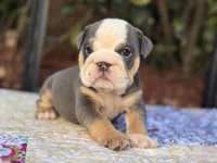 Blue tri, a female English Bulldog for sale in Port Saint Lucie, FL – Photo 1 of 3