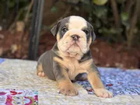 Blue tri, a female English Bulldog for sale in Port Saint Lucie, FL – Photo 2 of 3