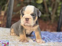 Blue tri, a female English Bulldog for sale in Port Saint Lucie, FL – Photo 3 of 3