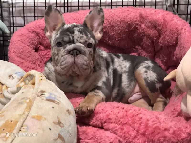 Perry – French Bulldog puppy for sale in Port Saint Lucie, FL