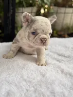 Dahlia, a female French Bulldog for sale in Port Saint Lucie, FL – 2 of 5