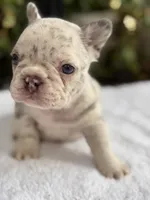 Dahlia, a female French Bulldog for sale in Port Saint Lucie, FL – 4 of 5