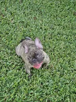 Captain Hook, a male French Bulldog for sale in Port Saint Lucie, FL – 2 of 4