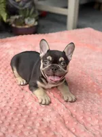 Magnolia, a female French Bulldog for sale in Port Saint Lucie, FL – 2 of 2