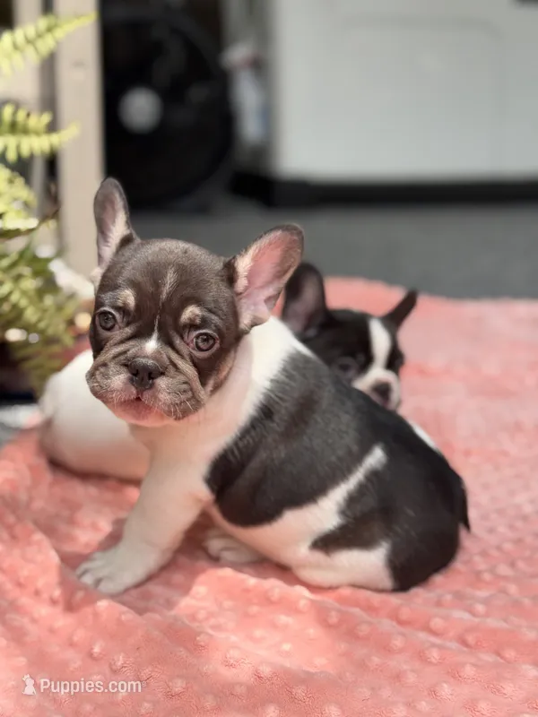 CypresS – French Bulldog puppy for sale in Port Saint Lucie, FL