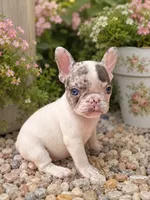 Zinnia , a female French Bulldog for sale in Port Saint Lucie, FL – 1 of 5