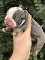 Blue Tri TWO , a male English Bulldog for sale in Port Saint Lucie, FL – 2 of 3