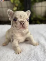Dahlia, a female French Bulldog for sale in Port Saint Lucie, FL – 1 of 5