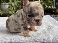 Perry, a male French Bulldog for sale in Port Saint Lucie, FL – 1 of 4