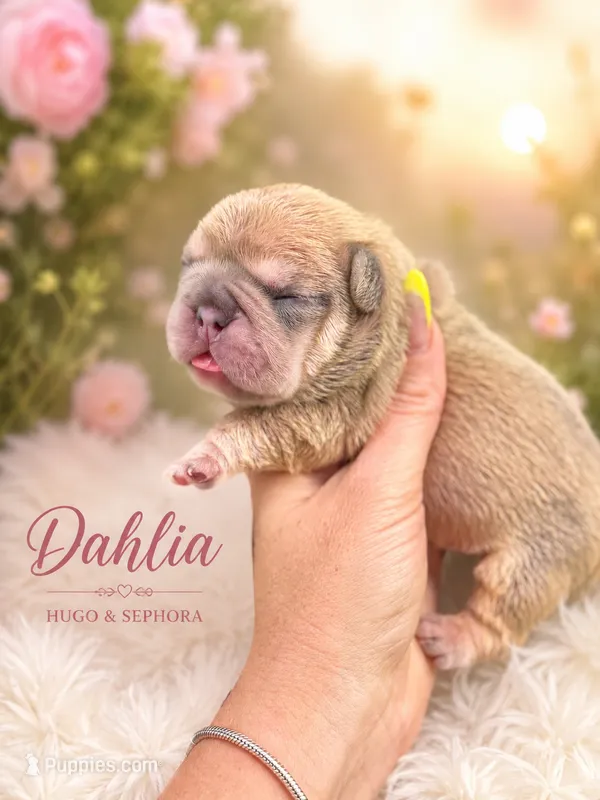 Dahlia  – French Bulldog puppy for sale in Port Saint Lucie, FL