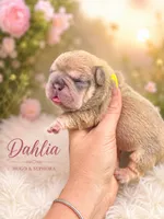 Dahlia , a female French Bulldog for sale in Port Saint Lucie, FL – 1 of 1