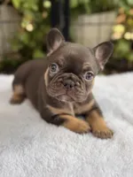 Violet, a female French Bulldog for sale in Port Saint Lucie, FL – 2 of 3