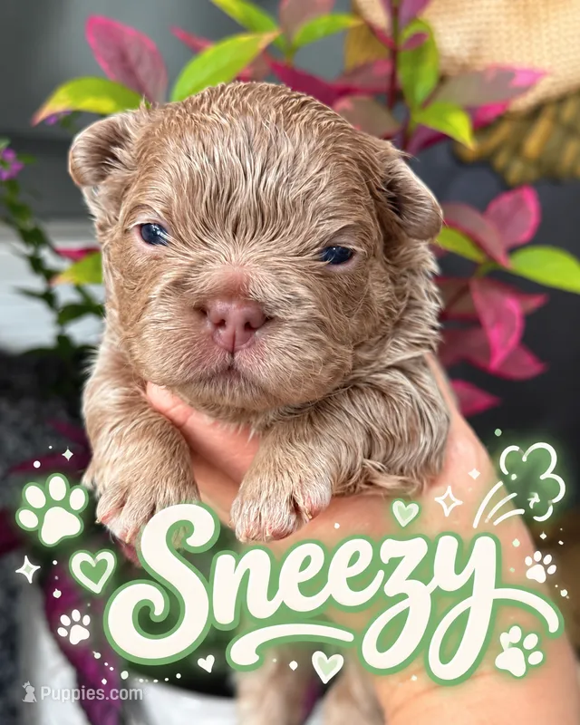 Sneezy  – French Bulldog puppy for sale in Port Saint Lucie, FL
