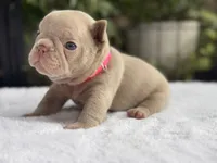 Lexi , a male French Bulldog for sale in Port Saint Lucie, FL – 3 of 4