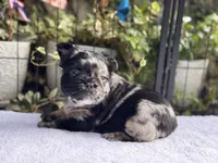 Fluffy Black and Tan Merle Pink, a female French Bulldog for sale in Port Saint Lucie, FL – 3 of 5