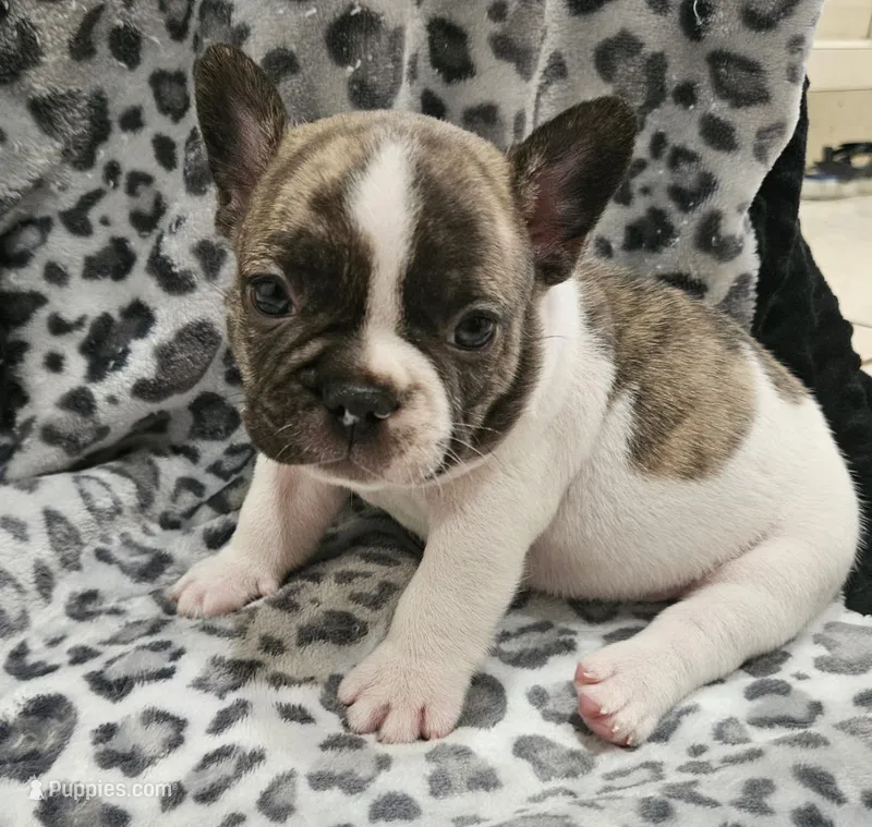 Gaston  – French Bulldog puppy for sale in Port Saint Lucie, FL