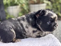Fluffy Black and Tan Merle Pink, a female French Bulldog for sale in Port Saint Lucie, FL – 2 of 5