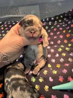 Fluffy Black and Tan Purple , a female French Bulldog for sale in Port Saint Lucie, FL – 1 of 1