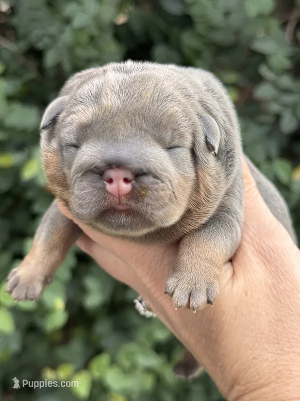 Yellow Collar  – English Bulldog puppy for sale in Port Saint Lucie, FL