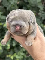 Yellow Collar , a female English Bulldog for sale in Port Saint Lucie, FL – 1 of 3