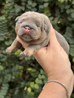 Yellow Collar , a female English Bulldog for sale in Port Saint Lucie, FL – 3 of 3