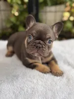 Violet, a female French Bulldog for sale in Port Saint Lucie, FL – 1 of 3