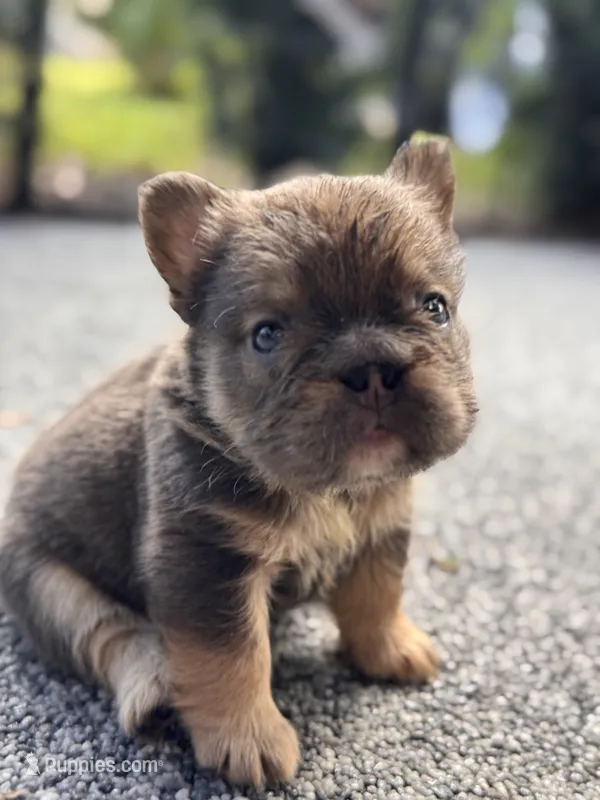 Maverick Fluffy Big Rope – French Bulldog puppy for sale in Port Saint Lucie, FL