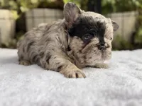 Fluffy Black and Tan Purple , a female French Bulldog for sale in Port Saint Lucie, FL – 3 of 4