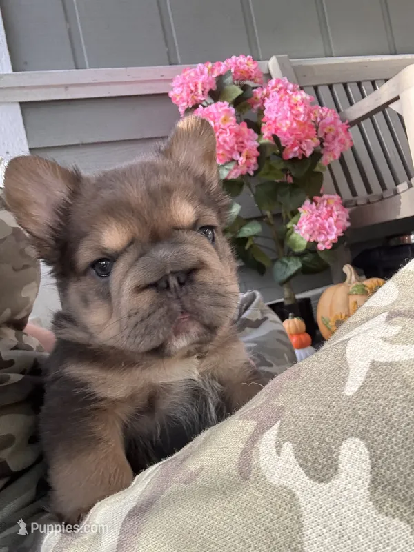 Maverick Fluffy Big Rope – French Bulldog puppy for sale in Port Saint Lucie, FL