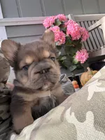 Maverick Fluffy Big Rope, a male French Bulldog for sale in Port Saint Lucie, FL – 1 of 4