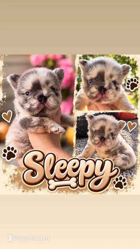 Sleepy  – French Bulldog puppy for sale in Port Saint Lucie, FL