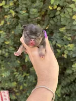 Magnolia, a female French Bulldog for sale in Port Saint Lucie, FL – 4 of 5